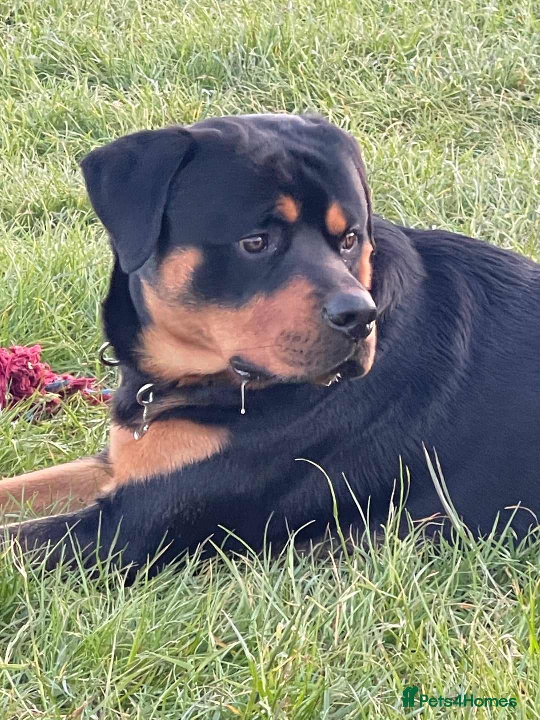 Rottweiler dogs for sale: 2 year old boy (Rex) - Advert 3