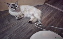 Perdoll cats for sale: Persian ragdoll kittens - Image 11