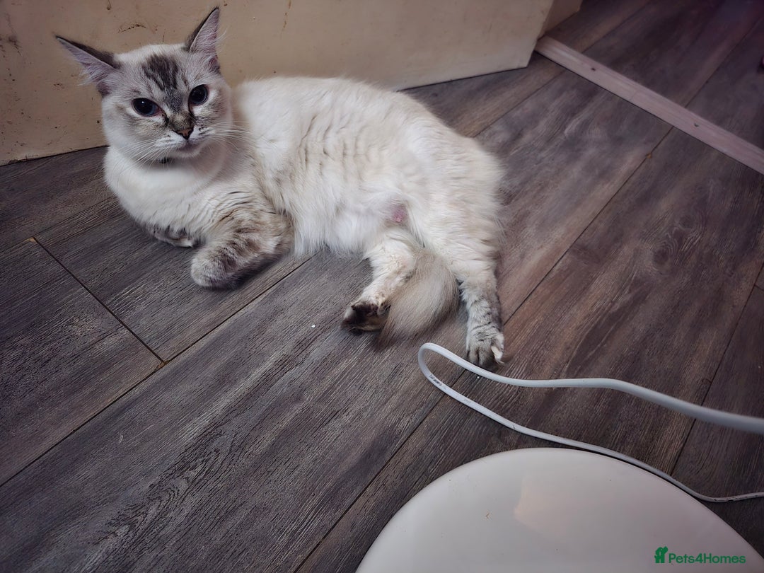 Perdoll cats for sale: Persian ragdoll kittens - Image 11