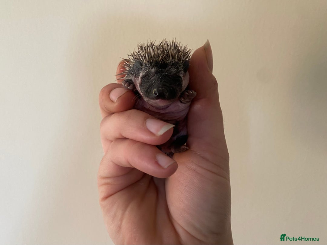 Pygmy Hedgehog rodents for sale: Stunning female hoglets for sale!  - Advert 18