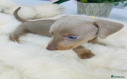 Miniature Dachshund dogs for sale: Miniature Dachshund KC Registered  - Image 12
