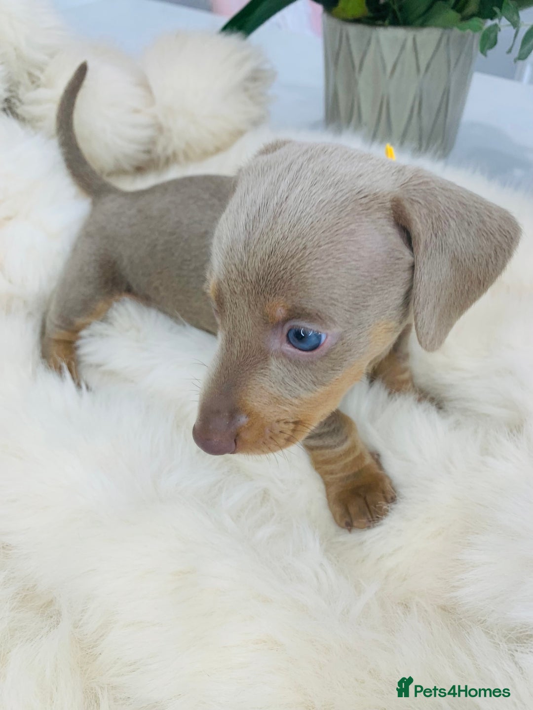 Miniature Dachshund dogs for sale: Miniature Dachshund KC Registered  - Image 12