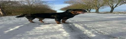 Rottweiler dogs for sale: Gorgeous Rottweiler puppies in Lincoln - Advert 16