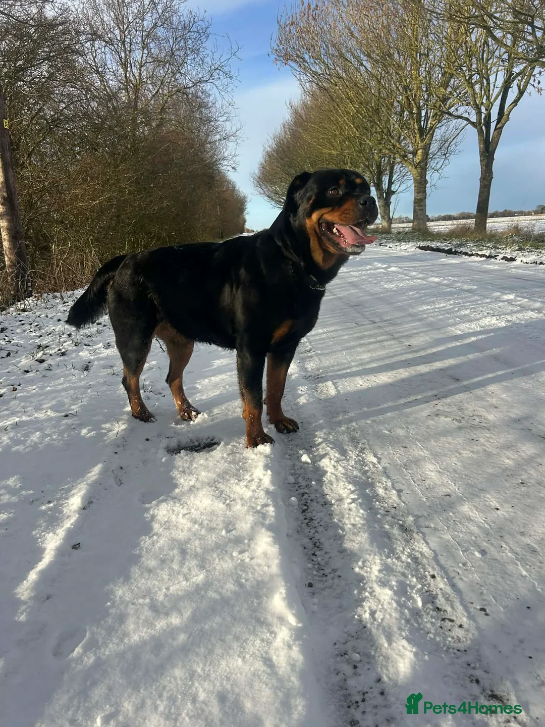 Rottweiler dogs for sale: Gorgeous Rottweiler puppies in Lincoln - Advert 16