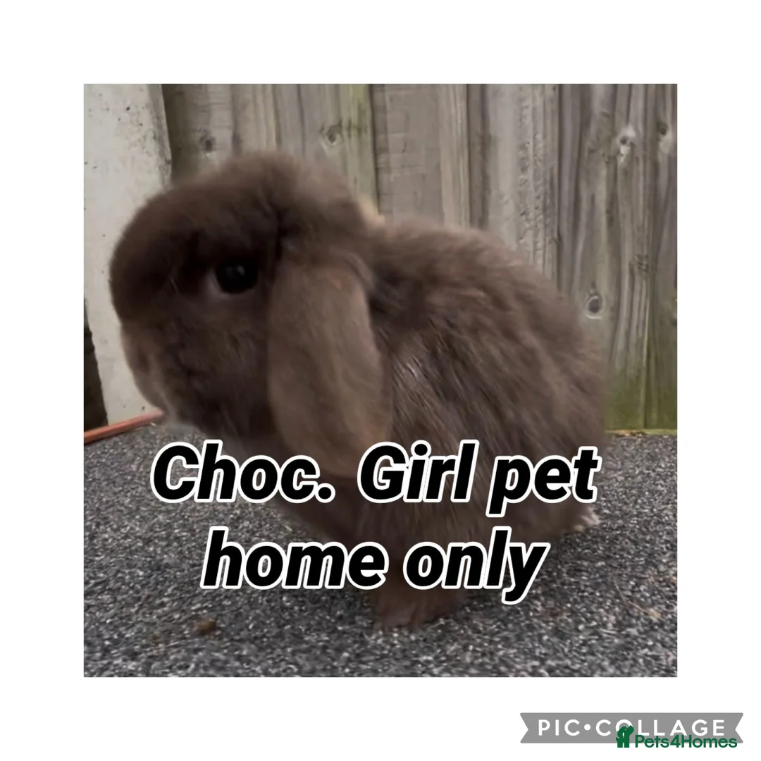 Mini Lop rabbits for sale: PEDIGREE MINI LOP BABIES READY TO RESERVE  - Advert 8