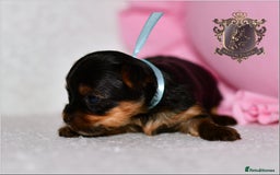 Yorkshire Terrier dogs for sale: KC REGISTERED DNA TESTED PARENTS MINIATURE YORKIES - Image 6