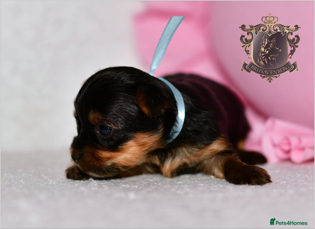 Yorkshire Terrier dogs for sale: KC REGISTERED DNA TESTED PARENTS MINIATURE YORKIES - Image 6