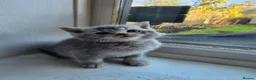 British Shorthair cats for sale: British Shorthair kittens - Advert 24