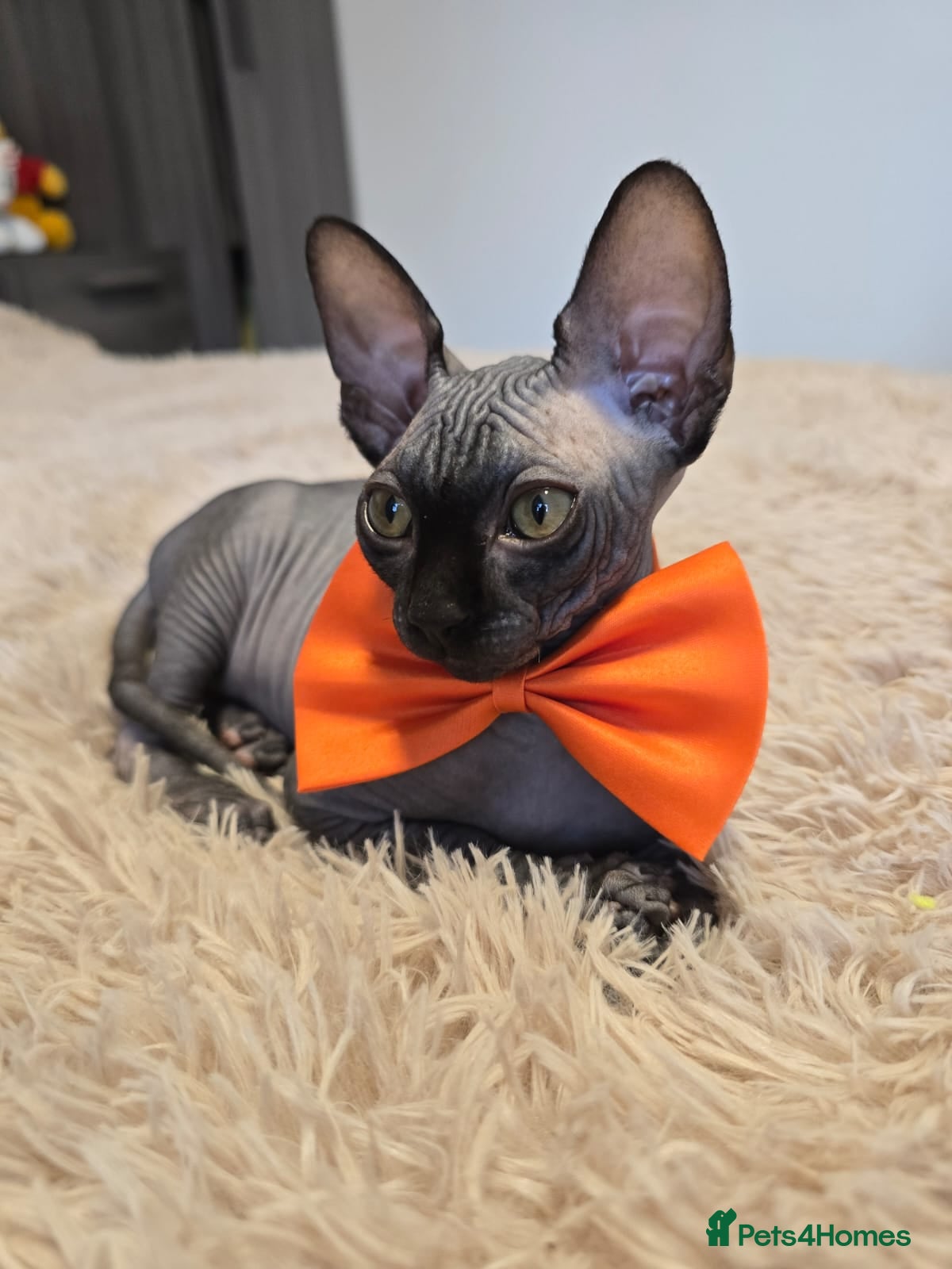 Sphynx cats Fully vaccinated health checked kittens  - Advert 1