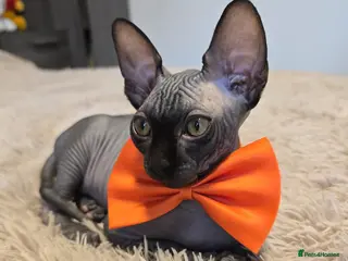 Sphynx cats Fully vaccinated health checked kittens - Advert 1
