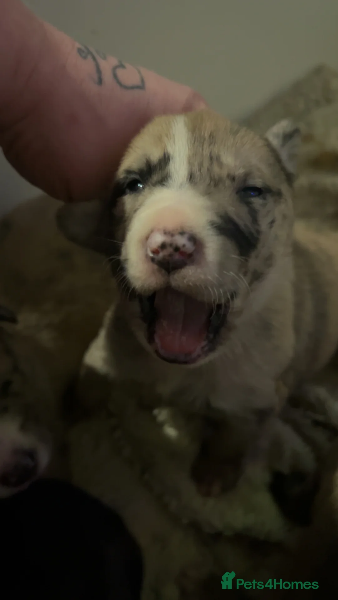 Mixed Breed dogs for sale: Catahoula leopard dog cross with Belgium Malinois  - Advert 15