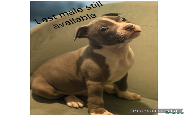 Staffordshire Bull Terrier dogs - Advert 1