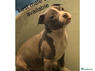 Staffordshire Bull Terrier dogs - Advert 3