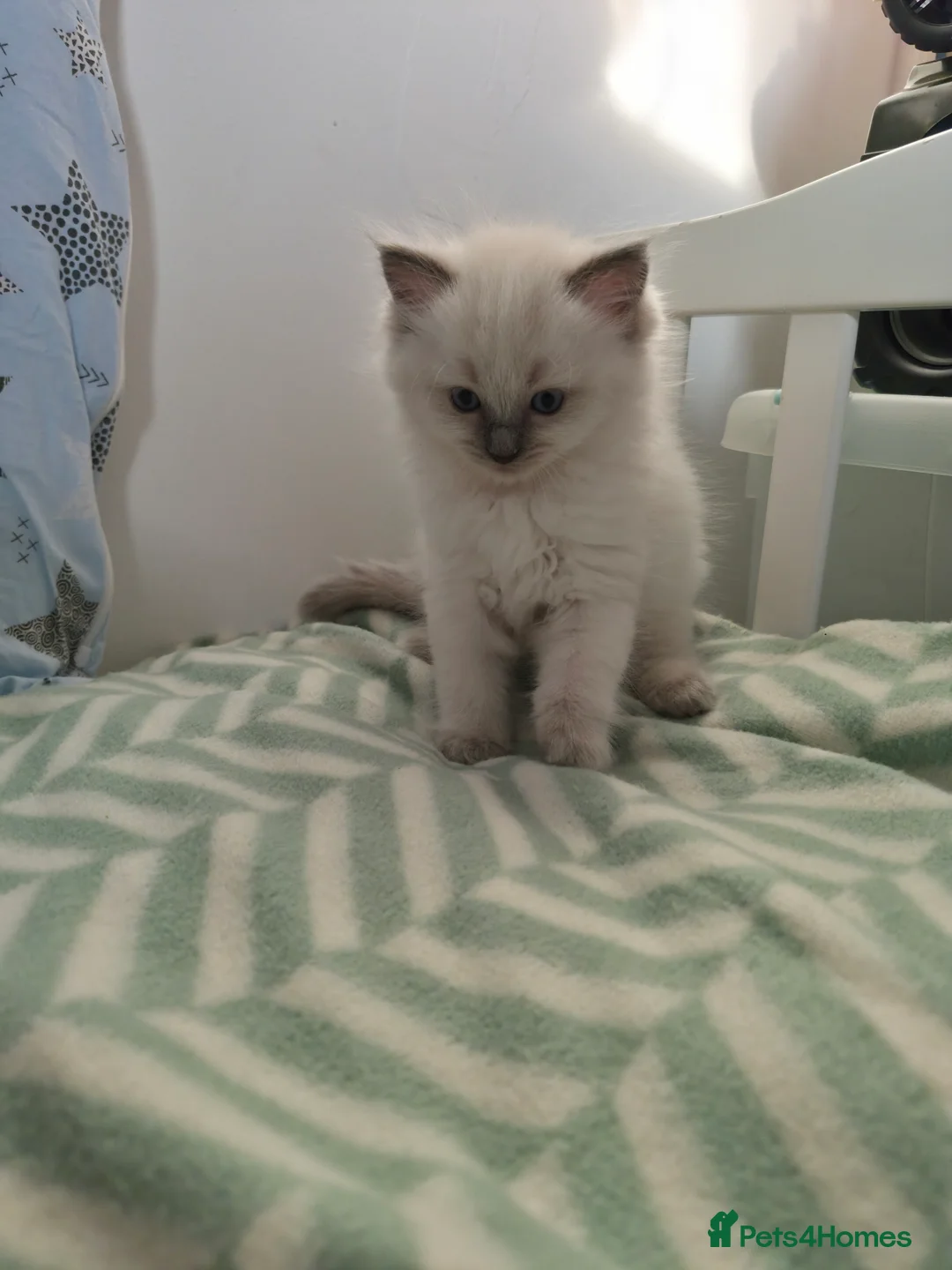 Ragdoll cats for sale:  Ragdoll (TYPE) kittens for sale - Advert 14