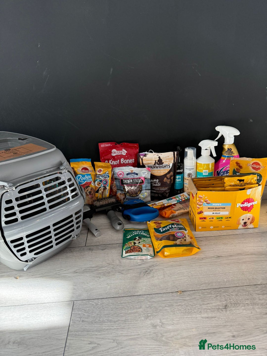 Toy Poodle dogs for sale: 5 month old toy poodle  - Image 11