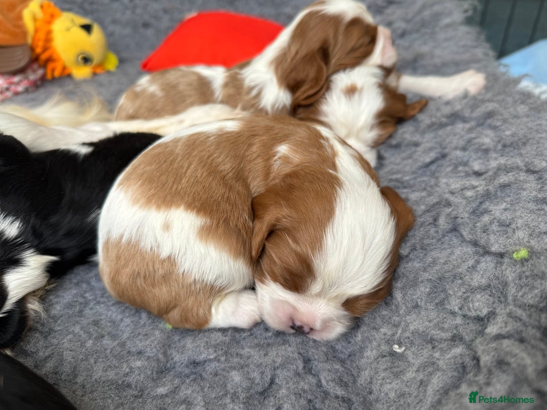Cavalier King Charles Spaniel dogs for sale: All correct health test taken !  - Image 5