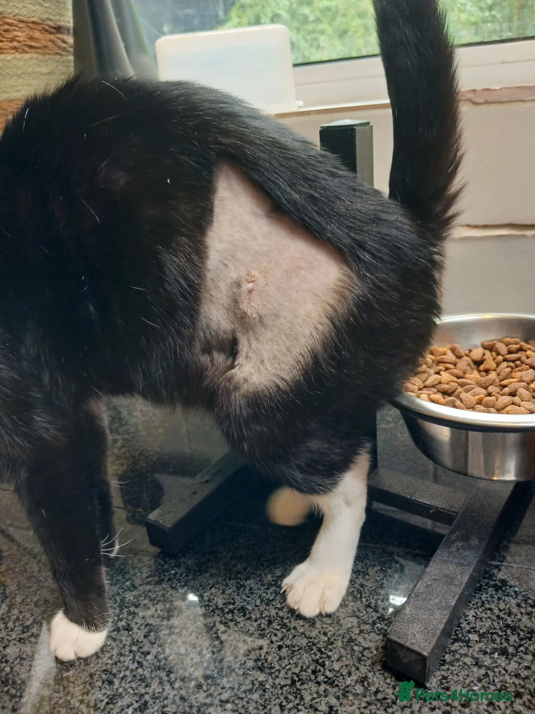 Mixed Breed cats for sale: Kiki, spayed female young cat  - Advert 2
