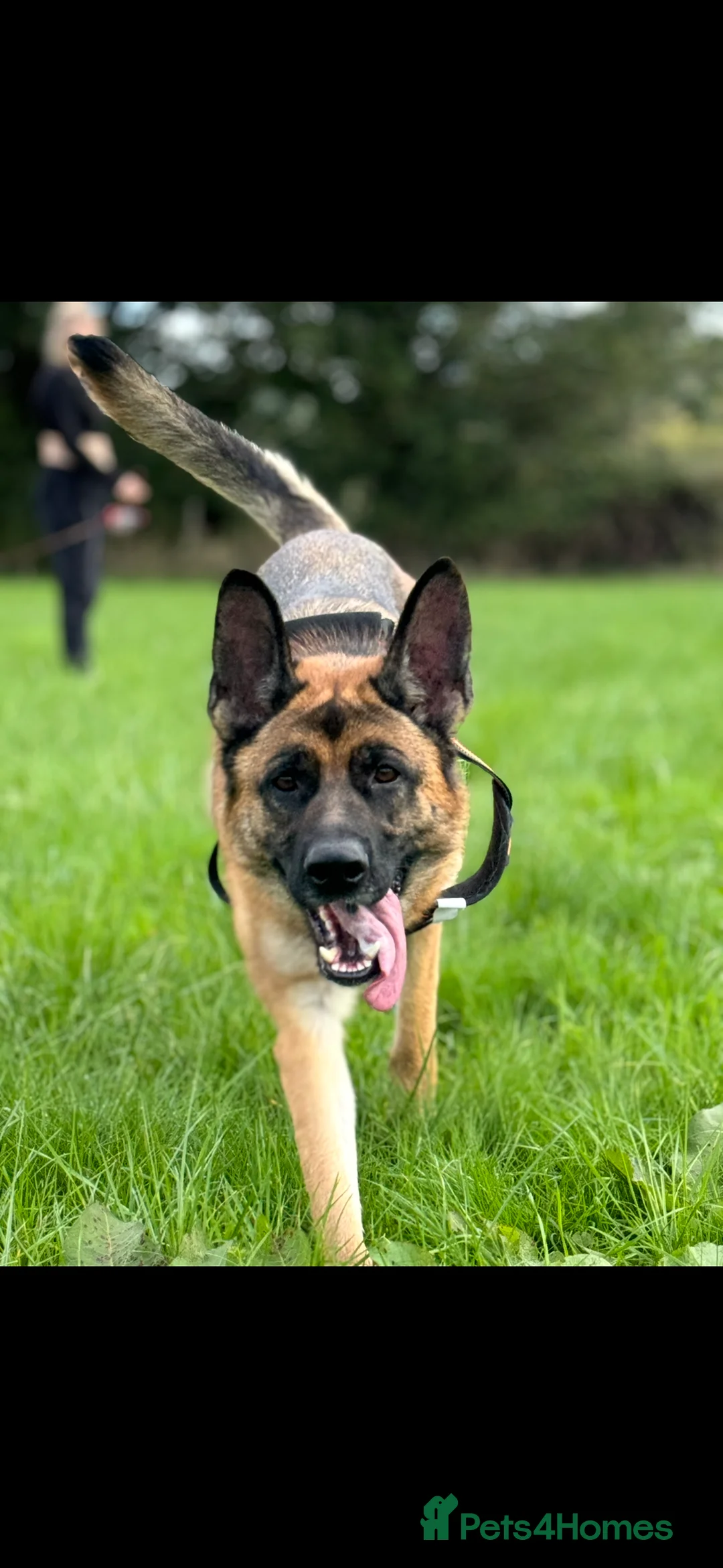 German Shepherd dogs for sale: Lula kc registered German shepherd  - Advert 8