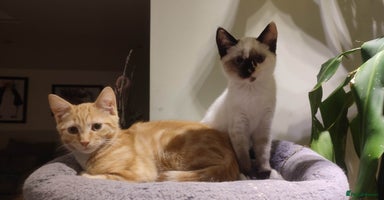 British Shorthair cats in Great Missenden - Advert 13
