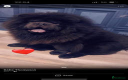 Chow Chow dogs for stud: Stud  - Advert 2