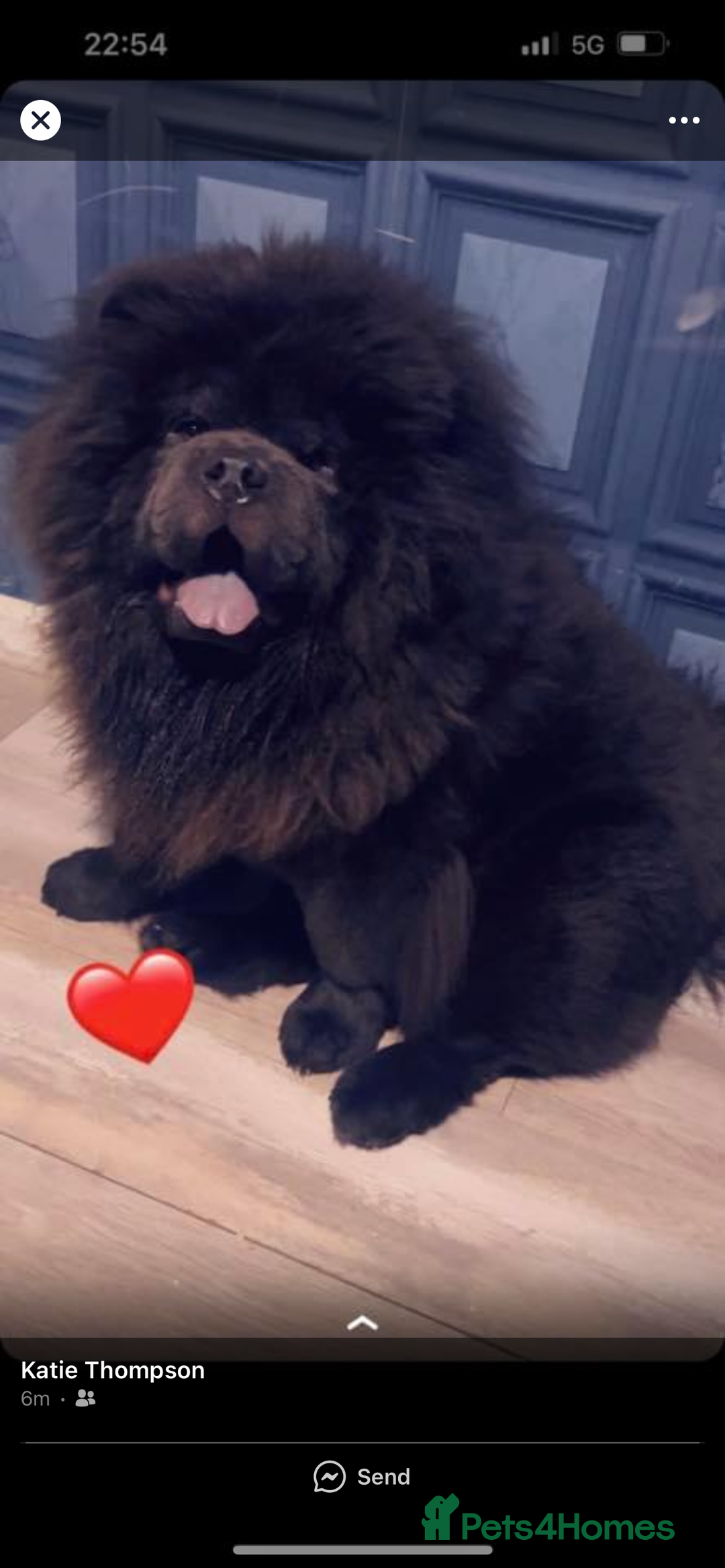 Chow Chow dogs for stud: Stud  - Advert 2