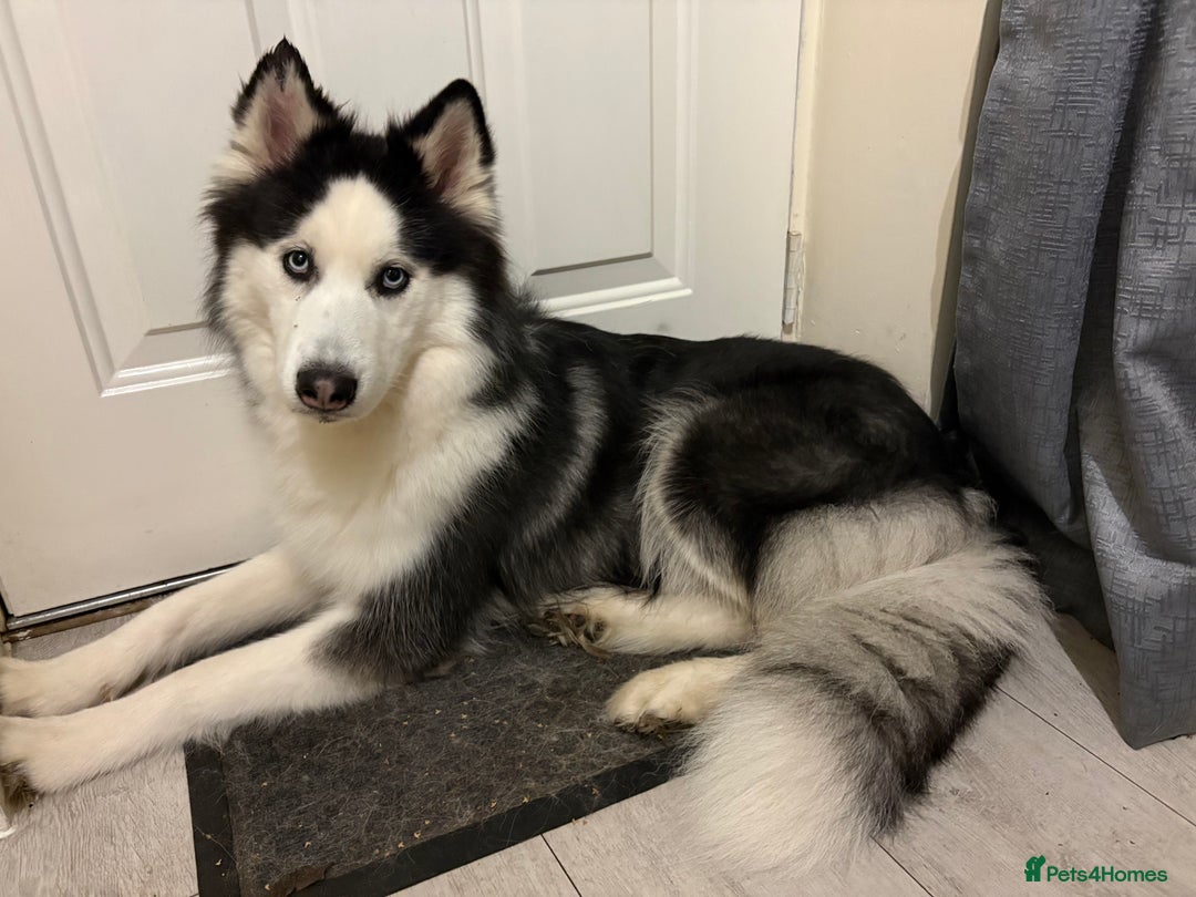 Siberian Husky dogs for sale: 4 year old Luna - Advert 5