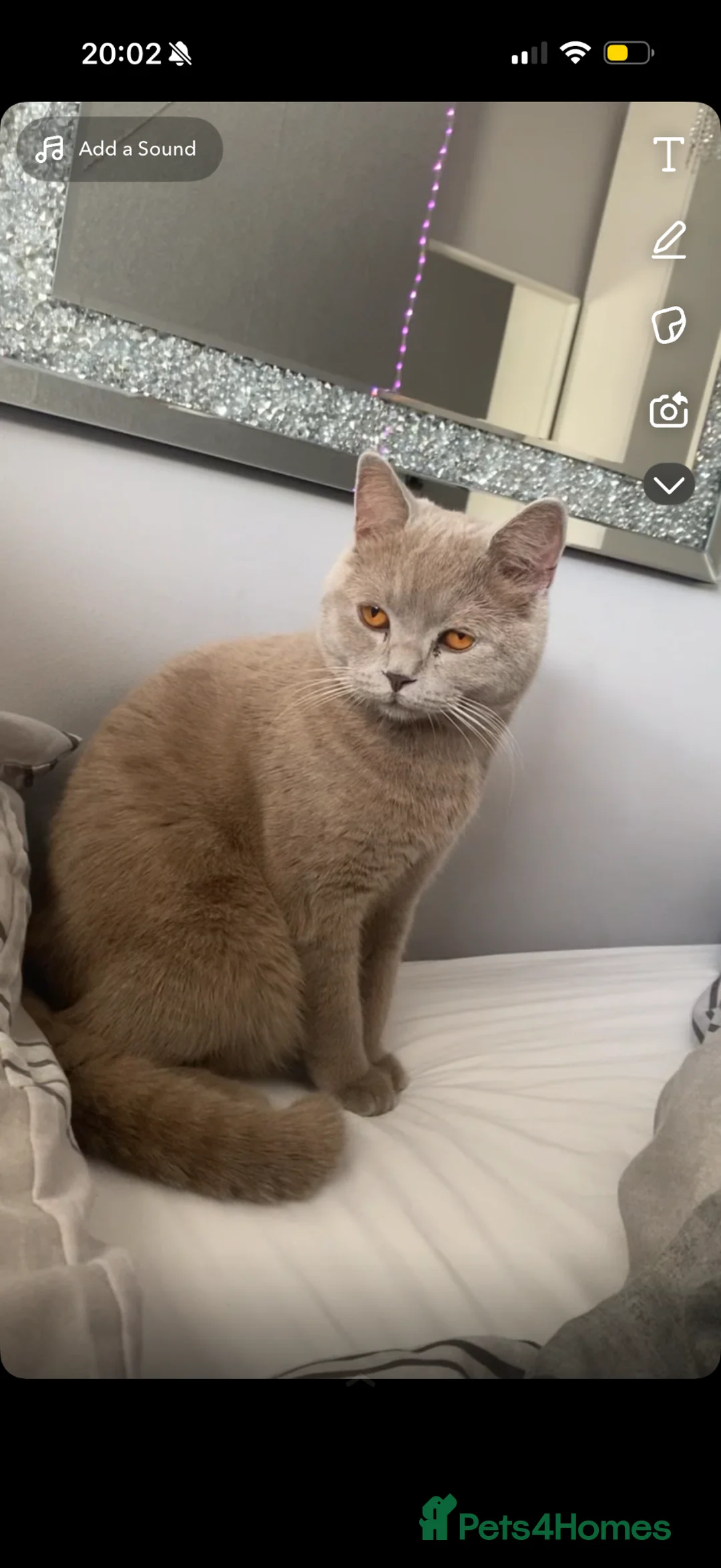 British Shorthair cats for sale: British short hair cat  - Advert 3