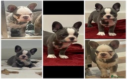 French Bulldog dogs for sale: fully vac Husky Panda Koi Frenchie=last 2ready now - Advert 1