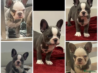 French Bulldog dogs - Advert 36