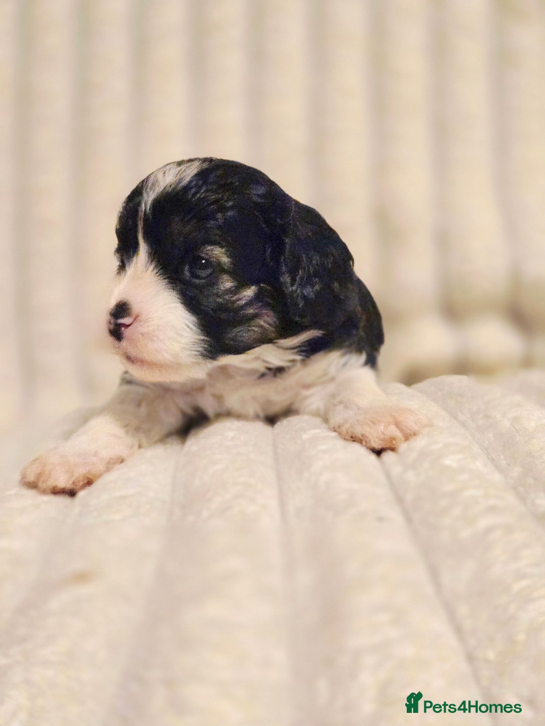 Cavapoo dogs for sale: Adorable Cavapoo Pups fully health tested parents - Image 14