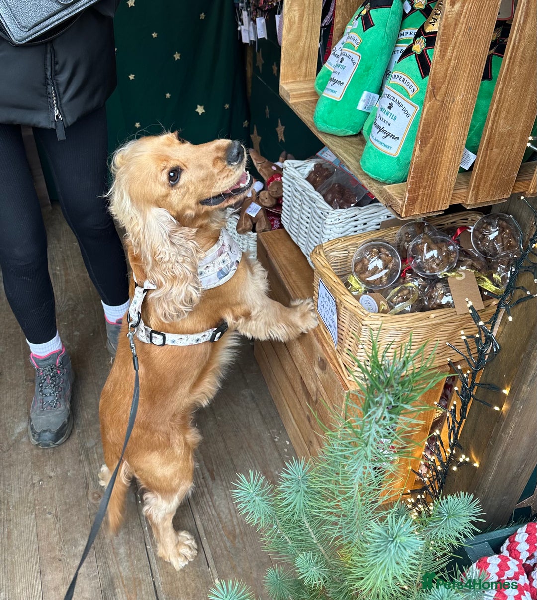 Cocker Spaniel dogs for sale: Lovely 3 year old Golden Cocker Spaniel  - Image 8