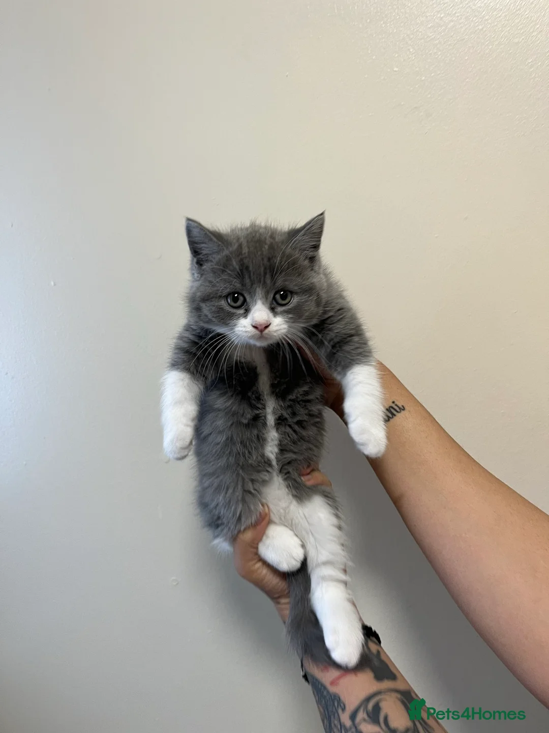 British Shorthair cats for sale: Stunning 9wk Old British Shorthair Boy (READY NOW) - Advert 11