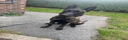 Belgian Shepherd Dog dogs for sale: 8 month old Dutch Herder - Advert 2