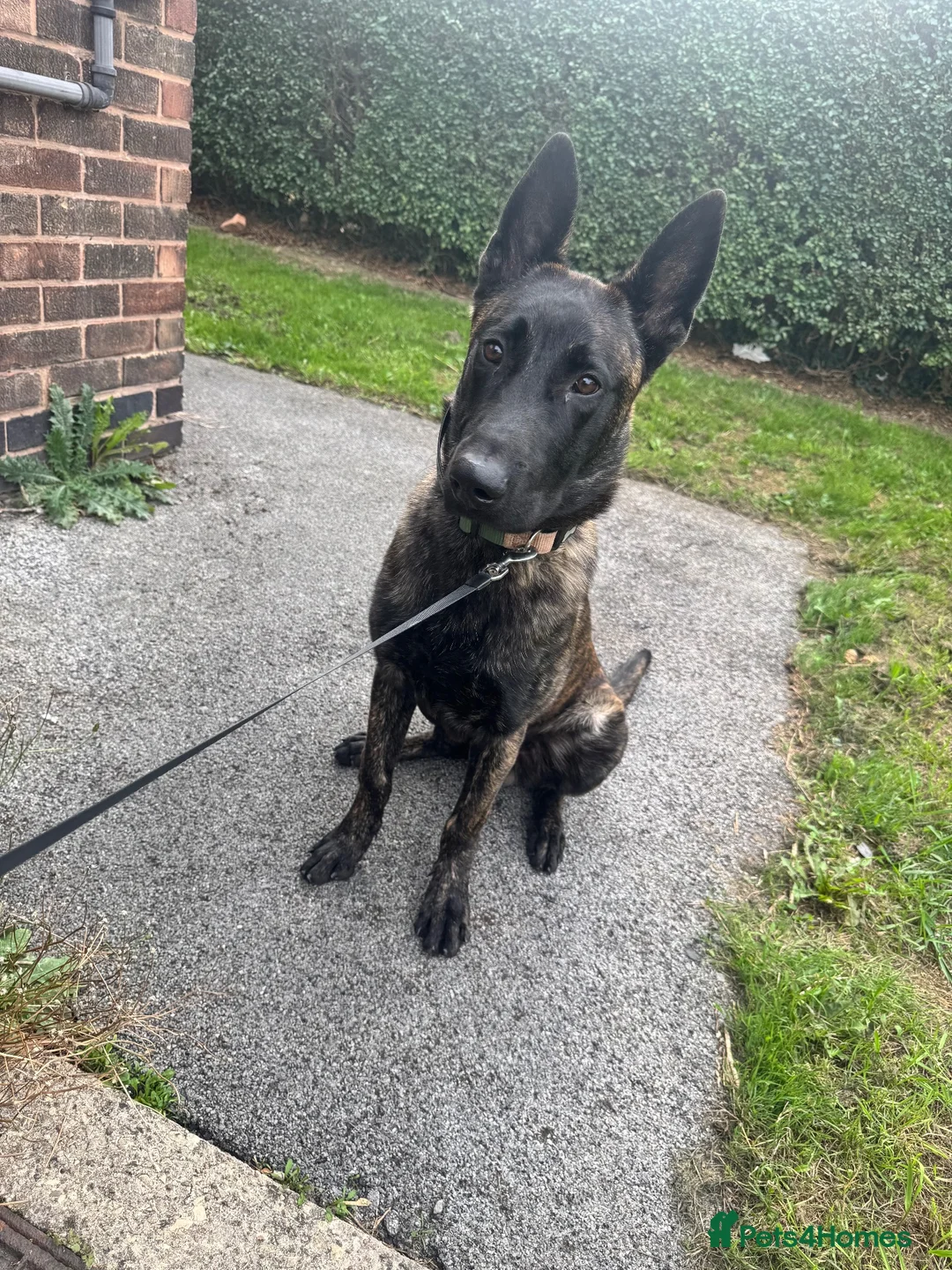 Belgian Shepherd Dog dogs for sale: 8 month old Dutch Herder - Advert 2