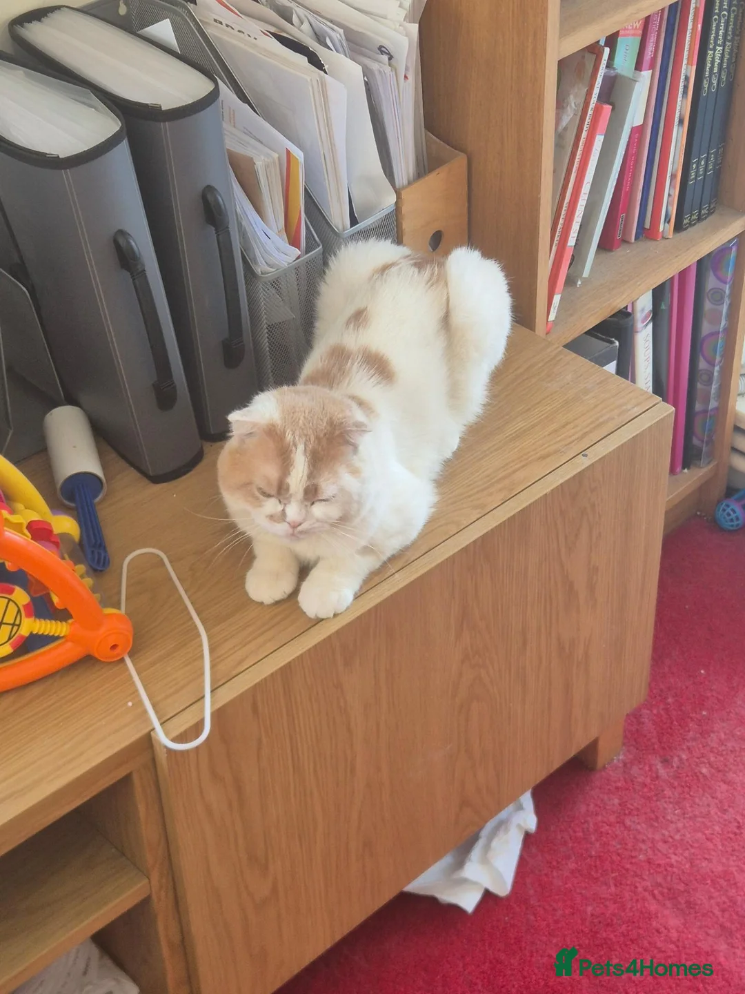 Scottish Fold cats for sale: Scottish fold/ sphinx mix - Advert 2