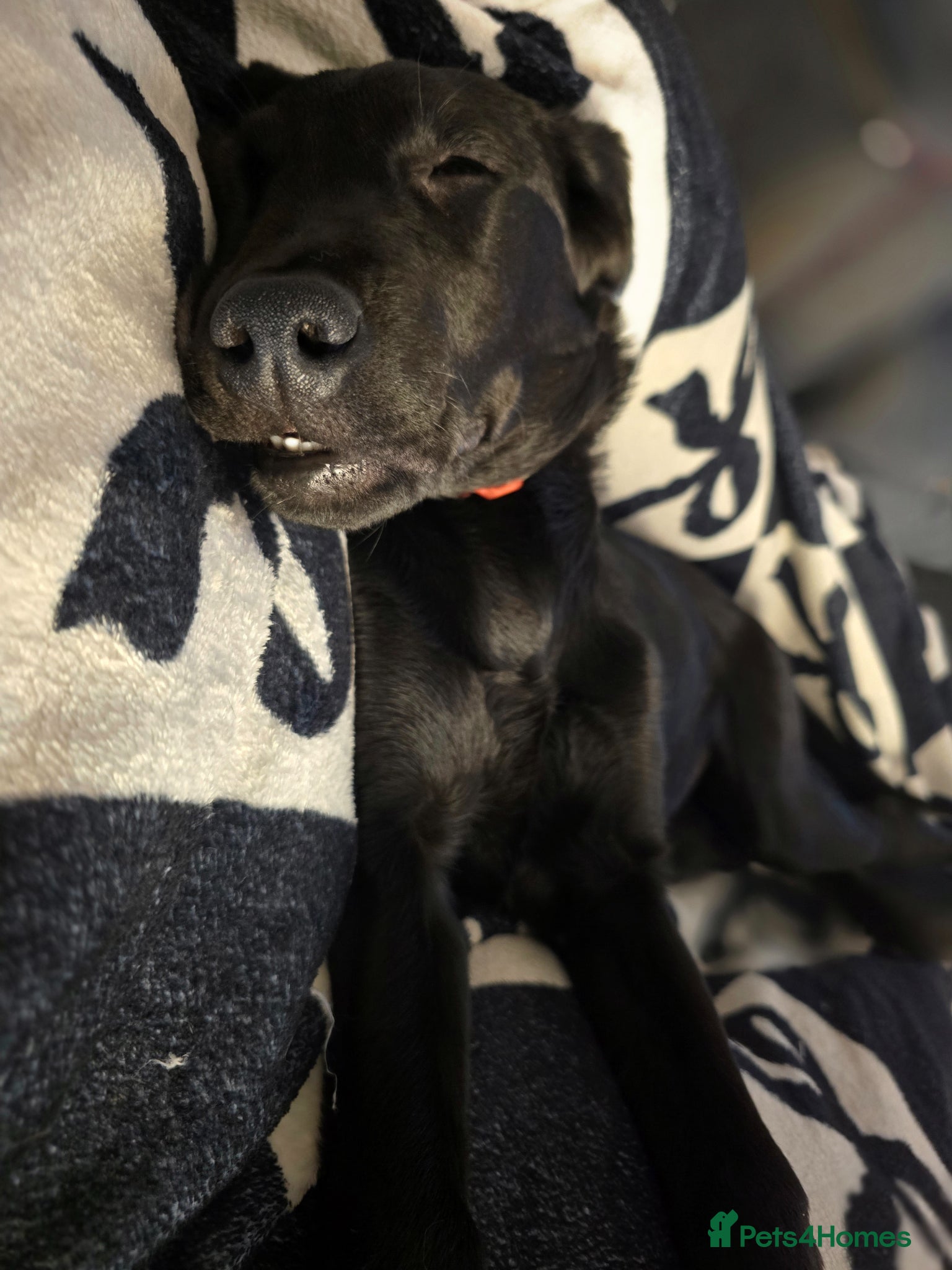 Labrador Retriever dogs Female labrador puppy  - Advert 5