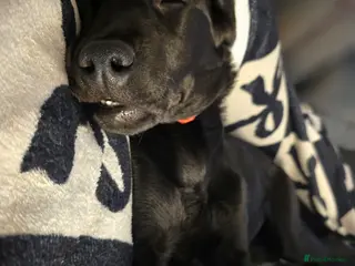 Labrador Retriever dogs Female labrador puppy - Advert 5