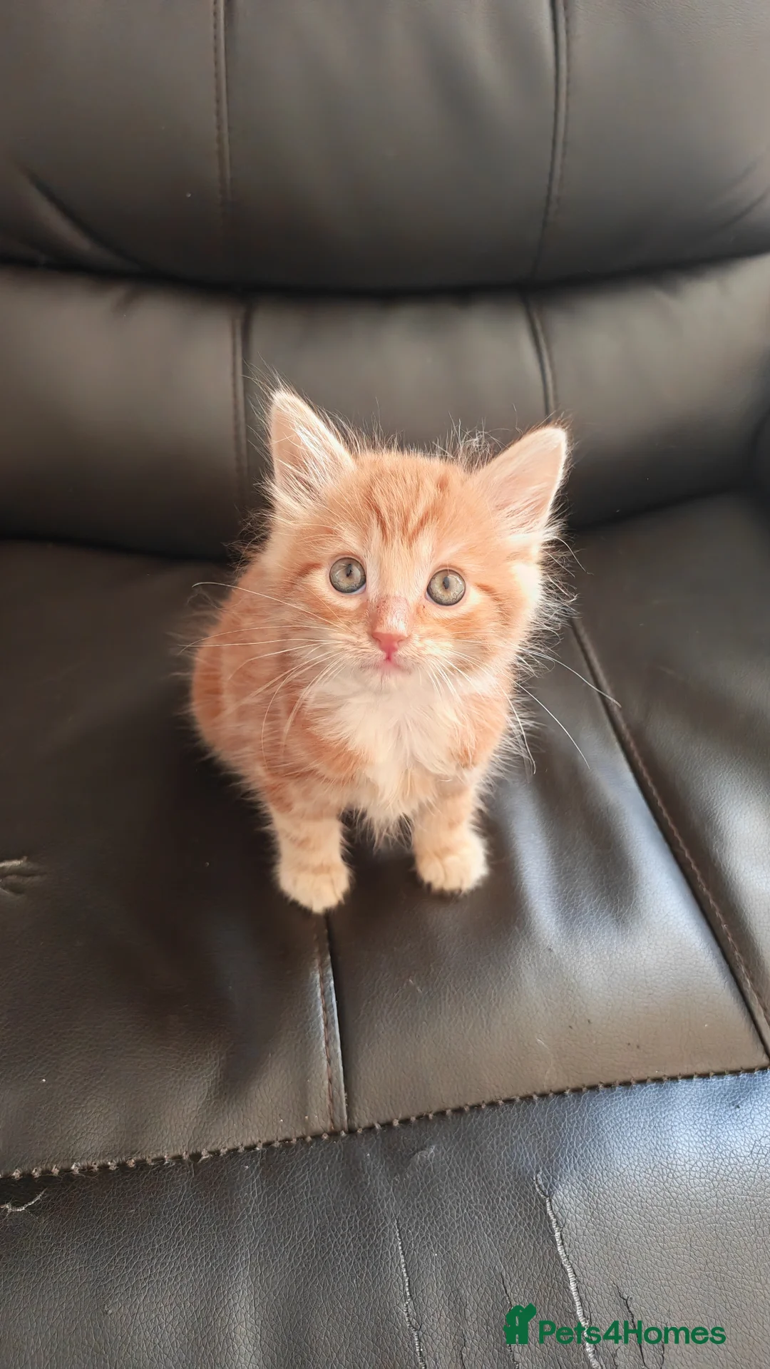 Mixed Breed cats for sale: Adorable Fluffy ginger kittens  - Advert 2