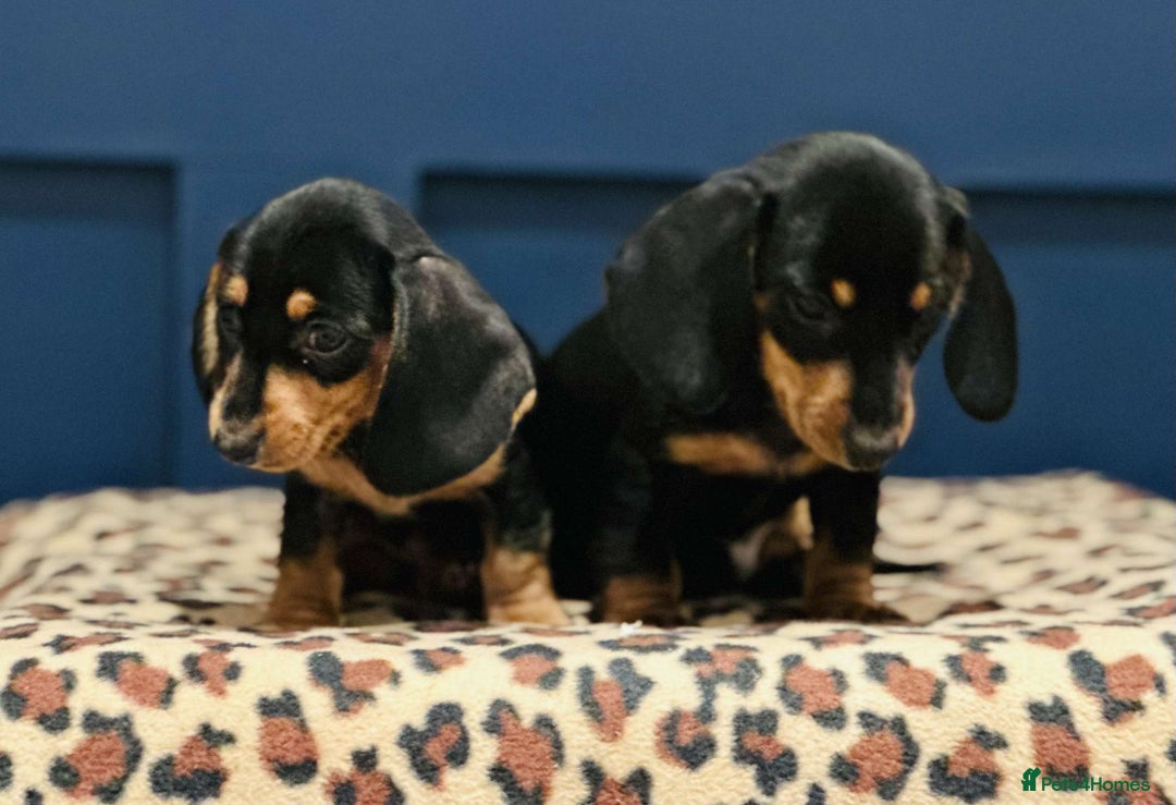 Miniature Dachshund dogs for sale: Short Haired Miniature Dachshunds - Image 7