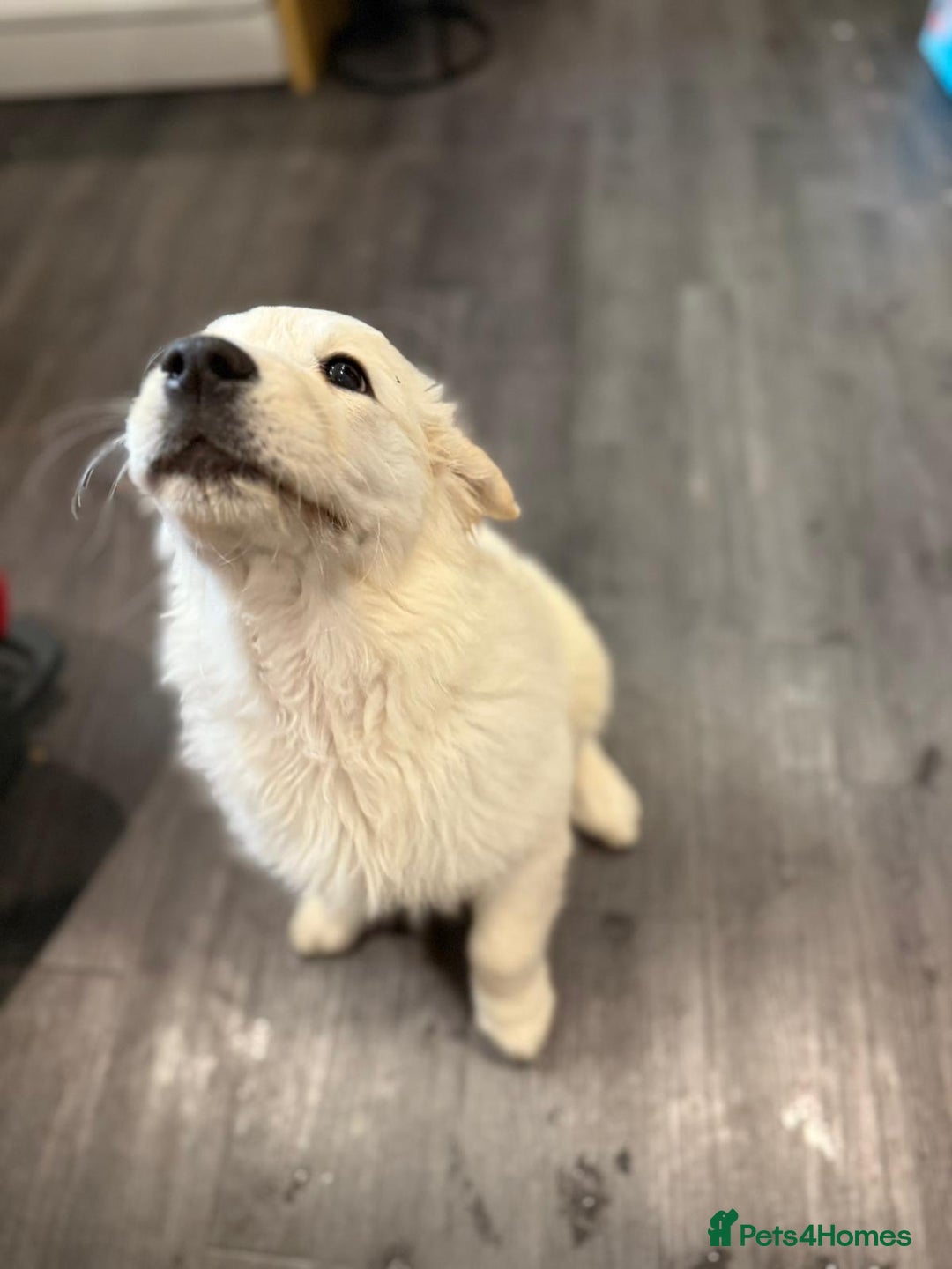 Golden Retriever dogs for sale: Beautiful Golden Retriever Puppy  - Image 3
