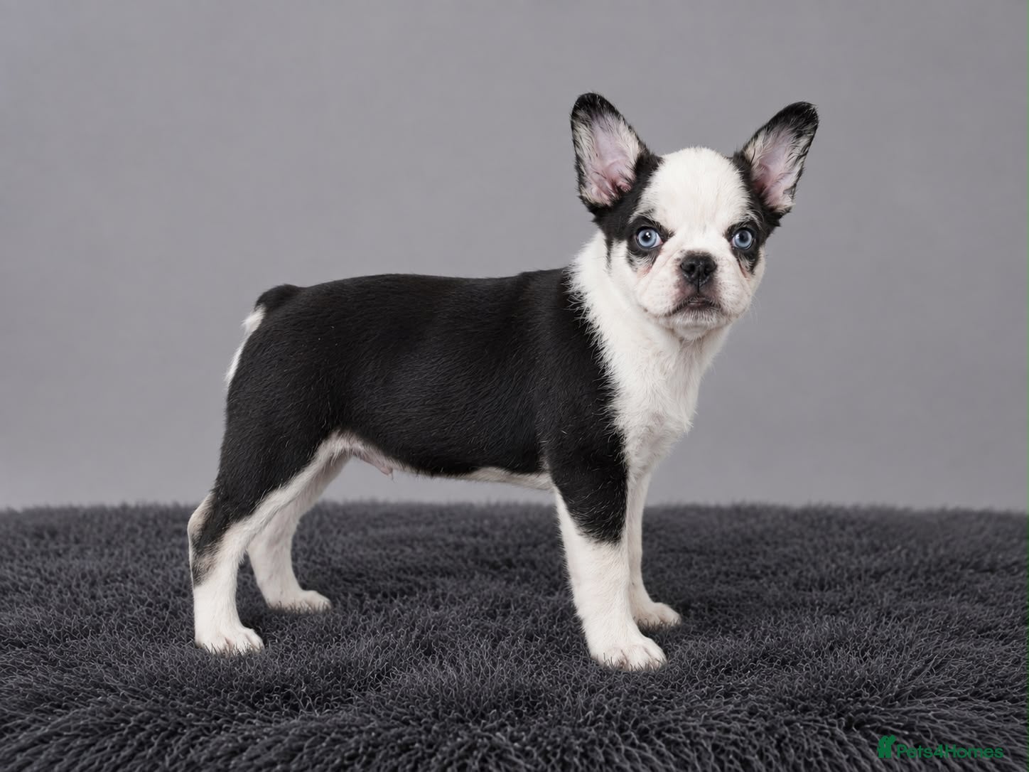 French Bulldog dogs French bulldog puppies  - Advert 4