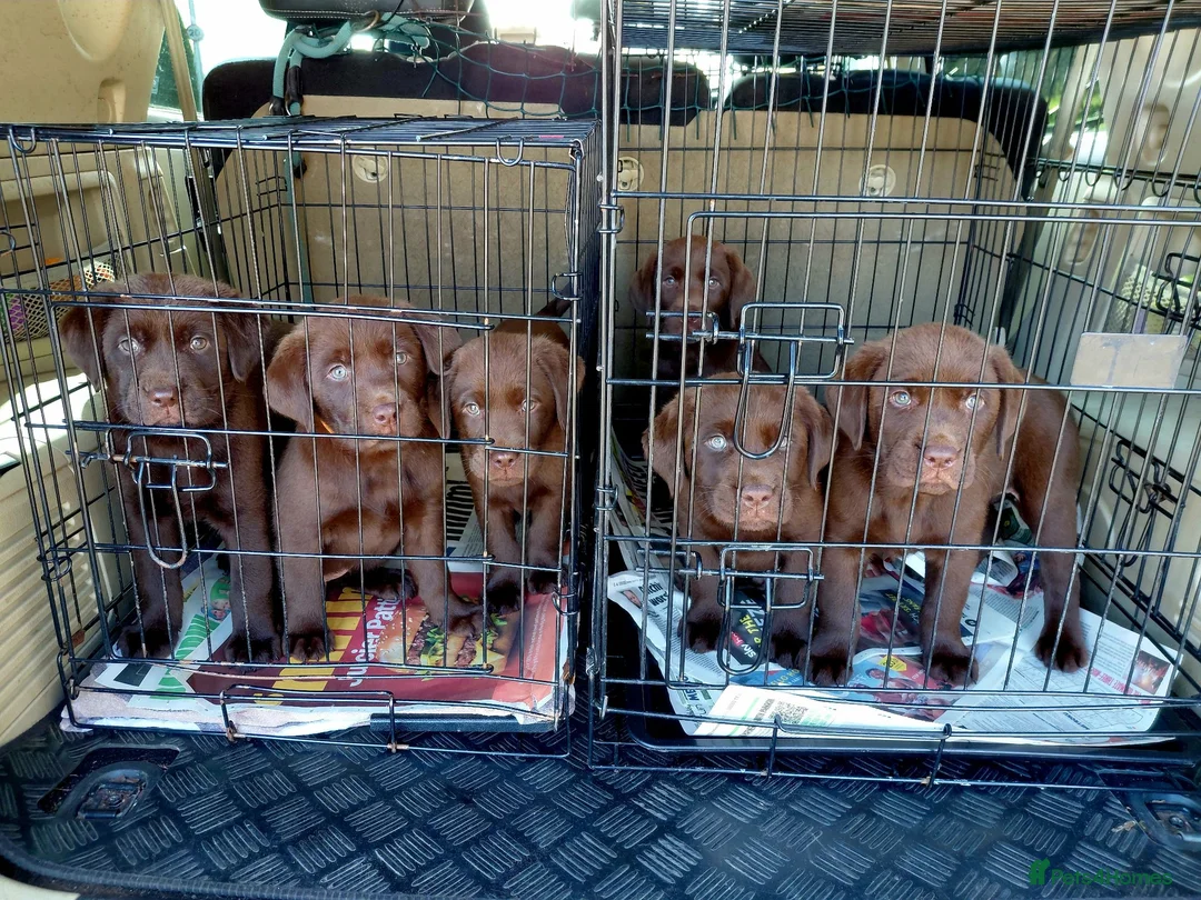 Labrador Retriever dogs for sale: Chocolate Labradors Puppies,Health Tested Parents  - Advert 2