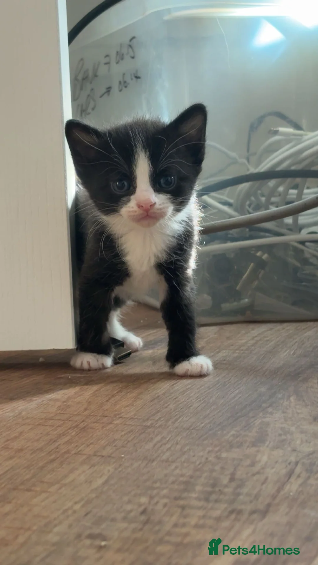 Mixed Breed cats for sale: Mixed Breed Kittens - Advert 8