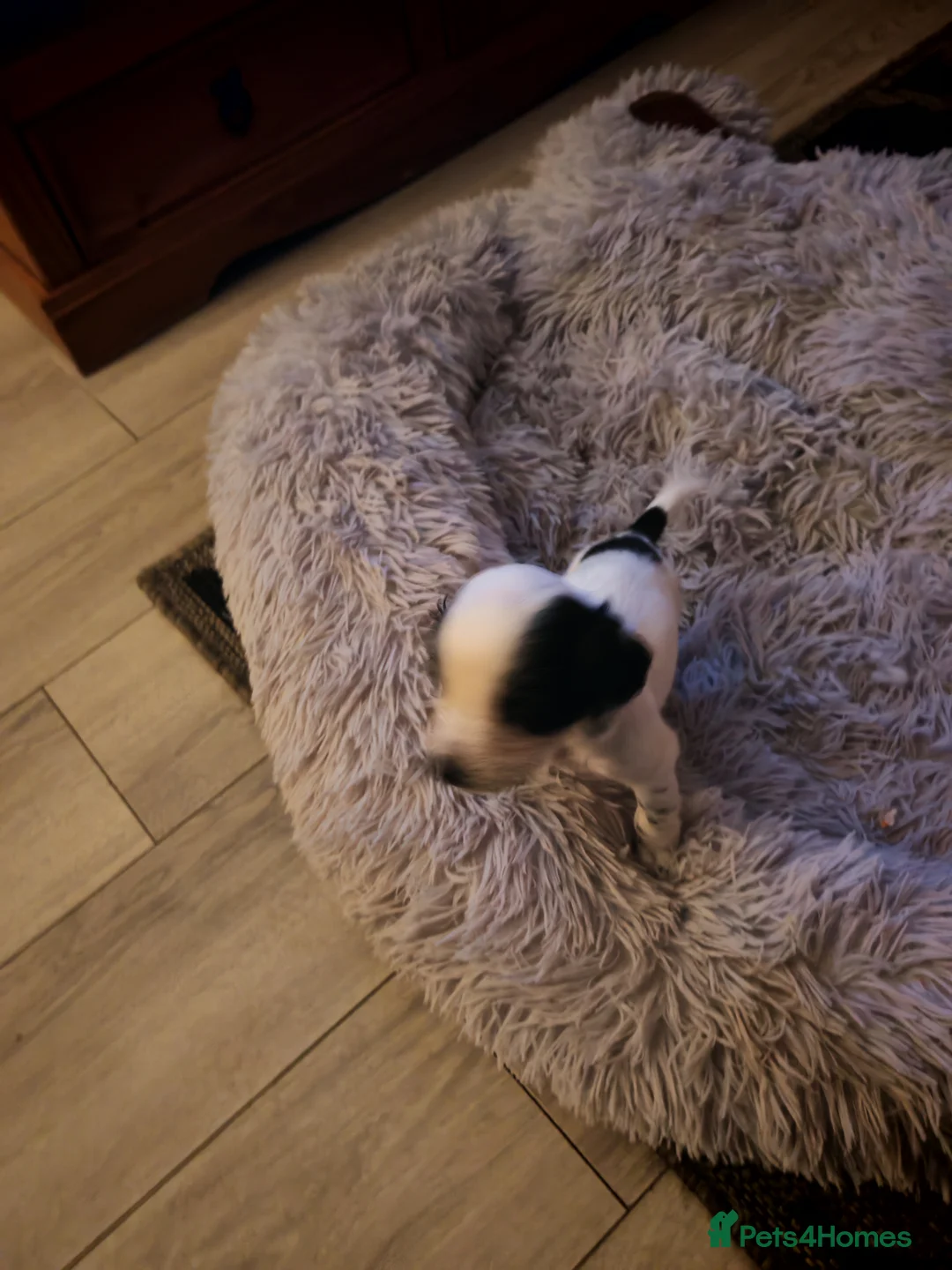 Cocker Spaniel dogs for sale: Cocker spaniel puppies  in Middlesbrough - Advert 4