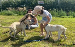 Mixed Breed dogs for adoption: Astra - Norwich Norfolk  - Image 4