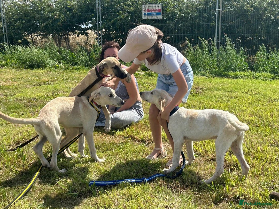 Mixed Breed dogs for adoption: Astra - Norwich Norfolk  - Image 4