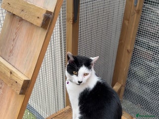 Domestic Shorthair cats Calm Domestic Shorthair Male – Indoor Only - Advert 1