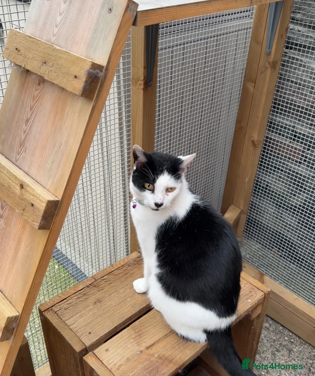 Domestic Shorthair cats for sale: Adopted Already!  Shorthair  Male – Indoor Only - Advert 1