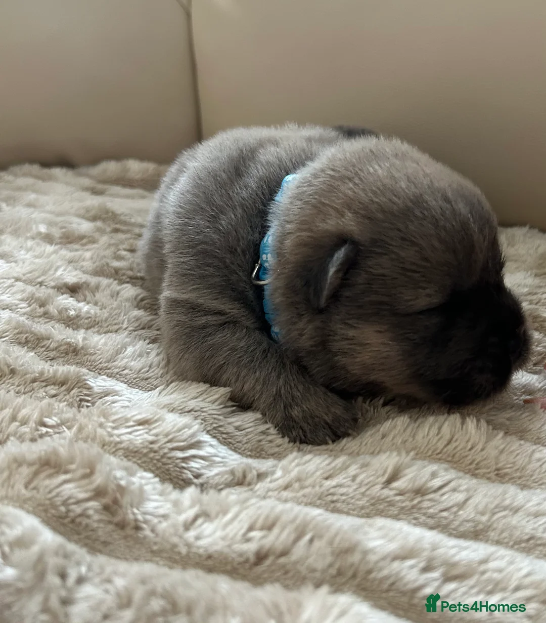 Chow Chow dogs for sale: 7 Stunning Chow Chow Puppies - Advert 3
