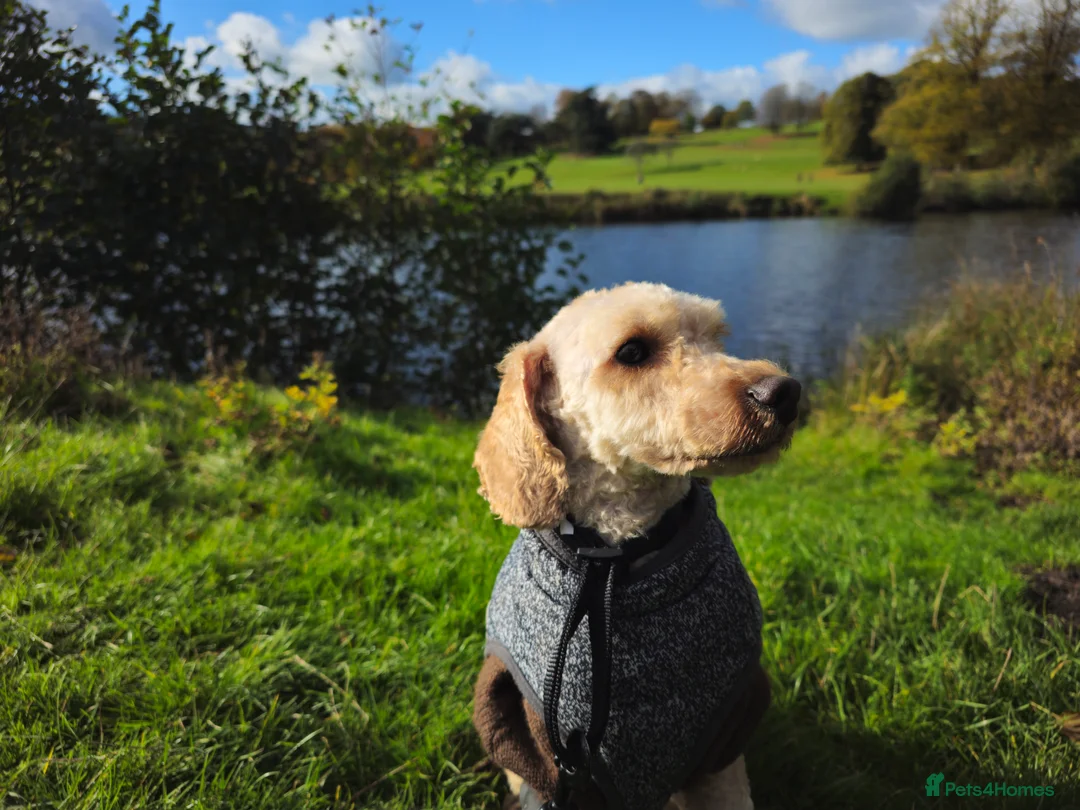 Miniature Poodle dogs for stud: KC Registered [miniature poodle] Male – Stud in Wilmslow - Advert 7